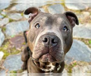 American Pit Bull Terrier Dogs for adoption in Charlotte, NC, USA