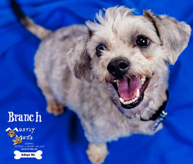 Maltipoo Dogs for adoption in Kennesaw, GA, USA