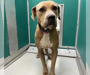 American Pit Bull Terrier-Unknown Mix Dogs for adoption in Oklahoma City, OK, USA