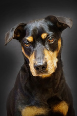 Miniature Pinscher-Unknown Mix Dogs for adoption in Miami, FL, USA