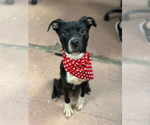 Mutt Dogs for adoption in St. Louis Park, MN, USA