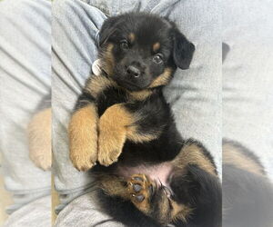 German Shepherd Dog-Unknown Mix Dogs for adoption in West Sacramento, CA, USA