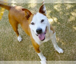American Foxhound-Labrador Retriever Mix Dogs for adoption in Tallahassee, FL, USA