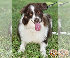 Australian Shepherd Dogs for adoption in Mt Vernon, IN, USA