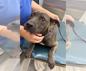 Staffordshire Bull Terrier Dogs for adoption in Mobile, AL, USA