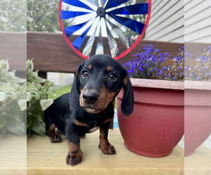Dachshund Dogs for adoption in Sioux Falls, SD, USA