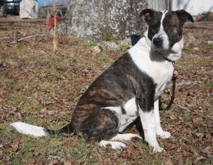 Medium Photo #1 American Staffordshire Terrier-Unknown Mix Puppy For Sale in Tuskegee, AL, USA