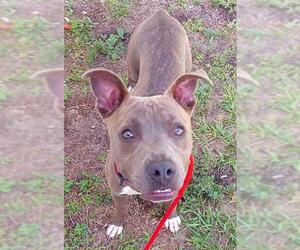 American Staffordshire Terrier Dogs for adoption in Fort Lauderdale, FL, USA