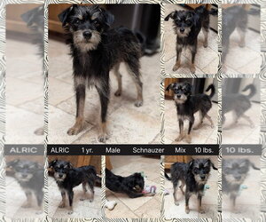 Mutt Dogs for adoption in Mesa, AZ, USA