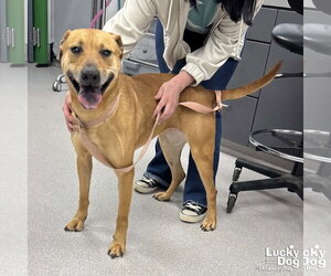 Labrador Retriever-Unknown Mix Dogs for adoption in Washington, DC, USA