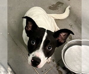 Mutt Dogs for adoption in Tavares, FL, USA