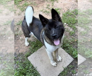 Akita Dogs for adoption in Newfoundland, PA, USA