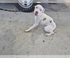 American Pit Bull Terrier-Unknown Mix Dogs for adoption in Texas City, TX, USA