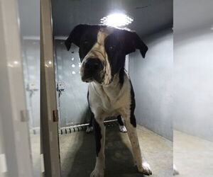 American Pit Bull Terrier-Border Collie Mix Dogs for adoption in Downey, CA, USA