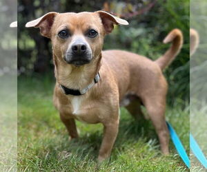 Chiweenie Dogs for adoption in Batavia, OH, USA