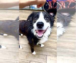 Border Collie-Unknown Mix Dogs for adoption in Rowlett, TX, USA