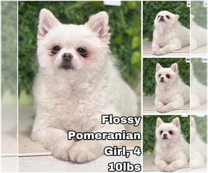 Pomeranian Dogs for adoption in Seattle, WA, USA