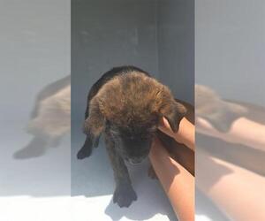 German Shepherd Dog-Unknown Mix Dogs for adoption in Houston, TX, USA