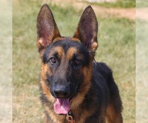German Shepherd Dog-Unknown Mix Dogs for adoption in San Antonio, TX, USA
