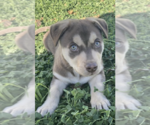 Labrador Retriever Dogs for adoption in Dana Point, CA, USA