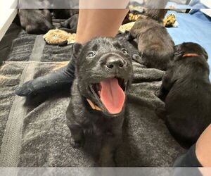 Mutt Dogs for adoption in Imlay City, MI, USA