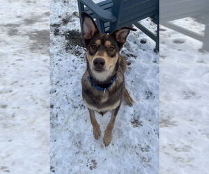 Huskies -Unknown Mix Dogs for adoption in Elmsford, NY, USA