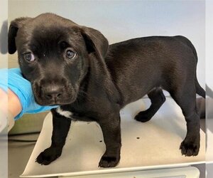 Labrador Retriever Dogs for adoption in San Antonio, TX, USA