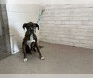 Boxer-Unknown Mix Dogs for adoption in San Bernardino, CA, USA