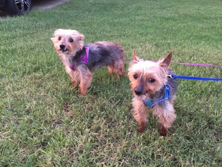 Mutt Dogs for adoption in Crestview, FL, USA