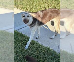 Siberian Husky-Unknown Mix Dogs for adoption in Houston, TX, USA