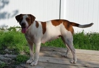 Pointer-Unknown Mix Dogs for adoption in Marion, KY, USA