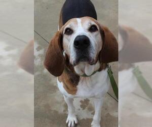 Treeing Walker Coonhound Dogs for adoption in Center Township, PA, USA