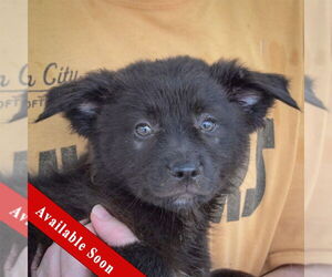 Australian Shepherd-Unknown Mix Dogs for adoption in Huntley, IL, USA