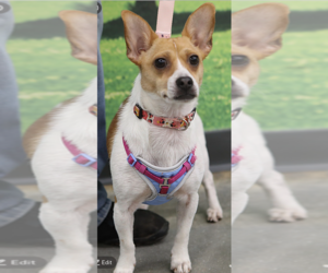 Jack Chi Dogs for adoption in Decatur, GA, USA