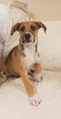 Borador Dogs for adoption in Johnson City, TN, USA