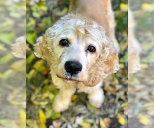 Cocker Spaniel Dogs for adoption in Lee's Summit, MO, USA