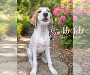 Poodle (Standard) Dogs for adoption in Menifee, CA, USA