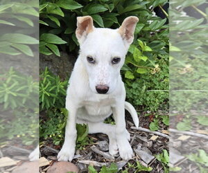 Mutt Dogs for adoption in Polson, MT, USA
