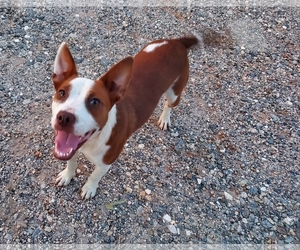 Mutt Dogs for adoption in Blacksburg, SC, USA