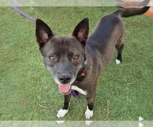 Staffordshire Bull Terrier-Unknown Mix Dogs for adoption in Las Vegas, NV, USA