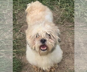 Mal-Shi Dogs for adoption in Pottstown, PA, USA