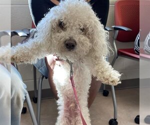 Bichon Frise Dogs for adoption in Derwood, MD, USA