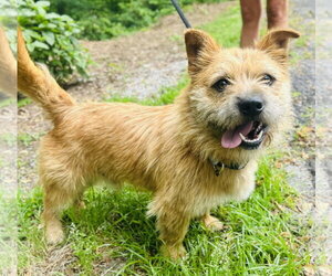 Mutt Dogs for adoption in Clarkesville, GA, USA