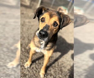 Mutt Dogs for adoption in Elmsford, NY, USA