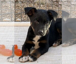 Australian Shepherd-Unknown Mix Dogs for adoption in Bolivar, MO, USA