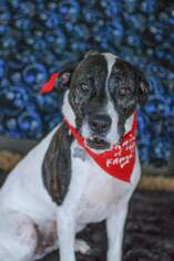 American Bulldog Dogs for adoption in Tampa, FL, USA