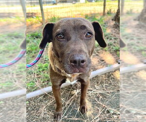 Dachshund-Unknown Mix Dogs for adoption in Sacramento, CA, USA