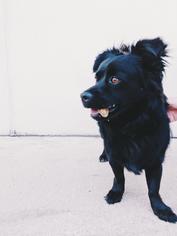 Schip-a-Pom Dogs for adoption in Missouri City, TX, USA