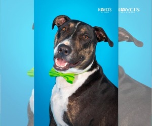 Bull Terrier-Unknown Mix Dogs for adoption in Sandy, UT, USA