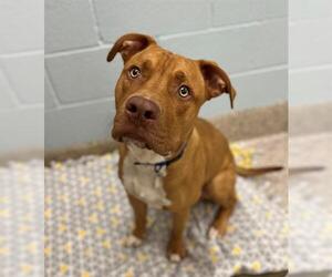 Staffordshire Bull Terrier Dogs for adoption in Brighton, CO, USA